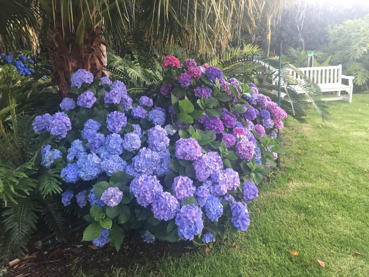 Constantia Valley Lodge Cape Town Dış mekan fotoğraf